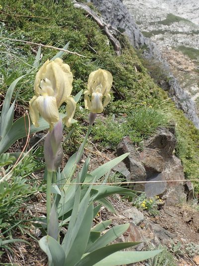 Iris junonia, photographed by John Kenrick Gibson