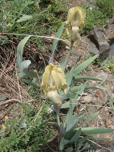 Iris junonia, photographed by John Kenrick Gibson