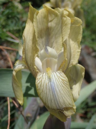 Iris junonia, photographed by John Kenrick Gibson