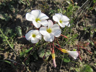 Oxalis goniorhiza, photographed by douglaseustonbrown