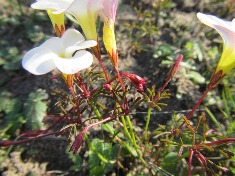 Oxalis goniorhiza, photographed by douglaseustonbrown
