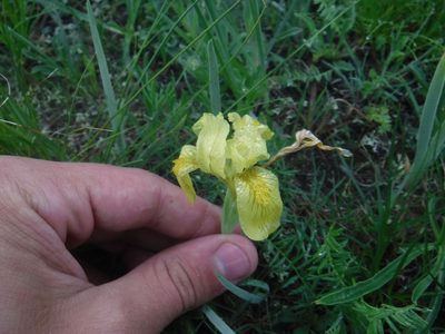 Iris humilis, photographed by Rose Zappa