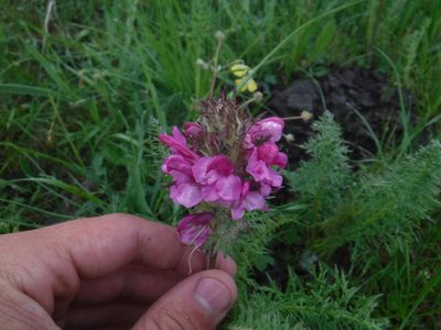 Pedicularis rubens, photographed by Rose Zappa