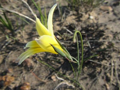 Gladiolus trichonemifolius, photographed by douglaseustonbrown