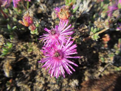 Antimima pulchella, photographed by douglaseustonbrown
