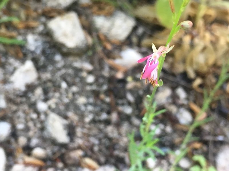 Oenothera podocarpa, photographed by Bonnie Isaac