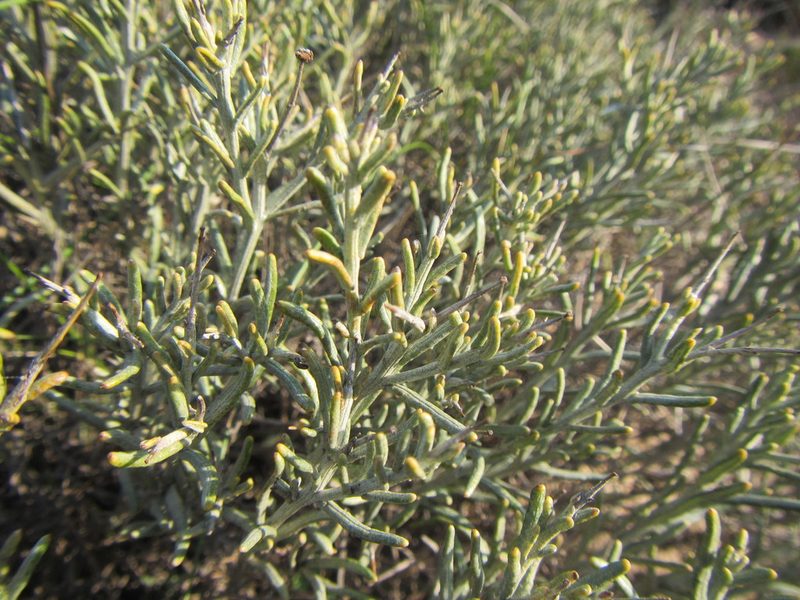 Heterolepis peduncularis, photographed by douglaseustonbrown