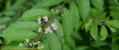 Callicarpa japonica, photographed by Kim, Hyun-tae