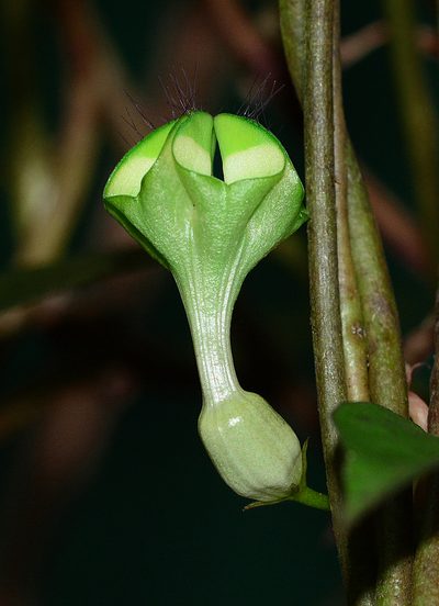 Ceropegia elegans, photographed by S.MORE