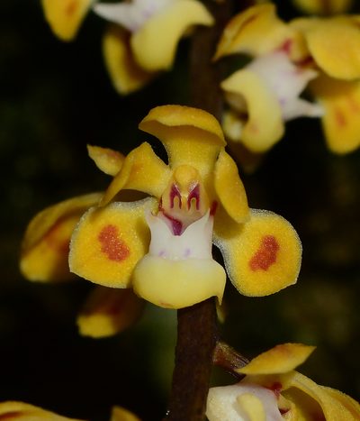 Smithsonia maculata, photographed by S.MORE