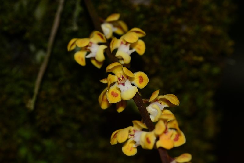 Smithsonia maculata, photographed by S.MORE