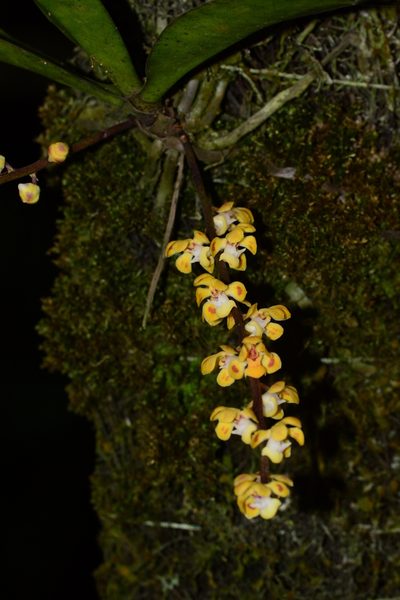 Smithsonia maculata, photographed by S.MORE