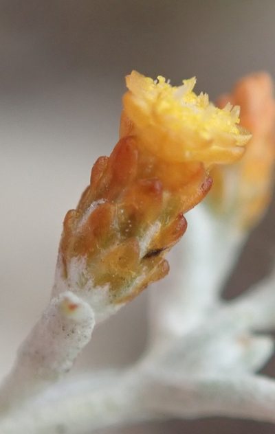 Helichrysum cylindriflorum, photographed by Nicola van Berkel
