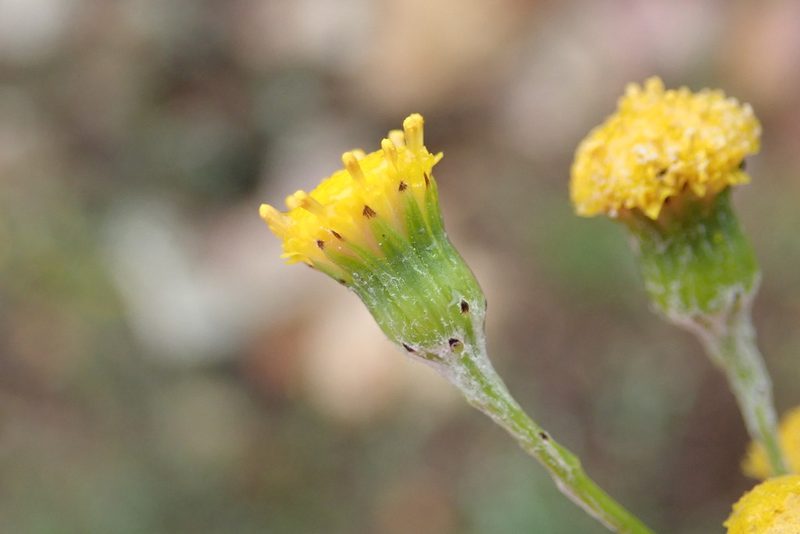 Senecio leptophyllus, photographed by Nicola van Berkel
