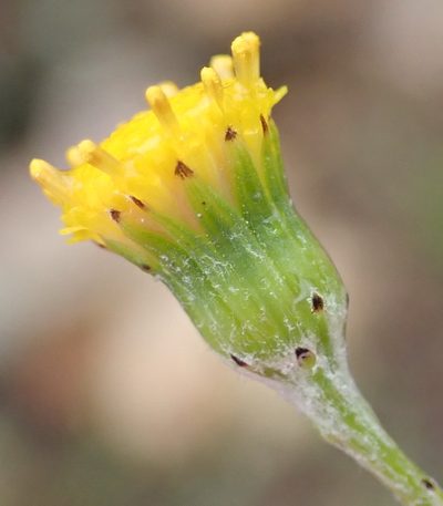 Senecio leptophyllus, photographed by Nicola van Berkel