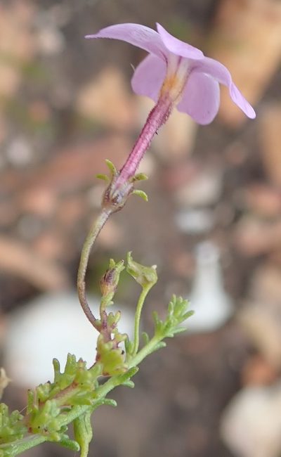 Jamesbrittenia aspalathoides, photographed by Nicola van Berkel