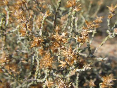 Stoebe intricata, photographed by douglaseustonbrown