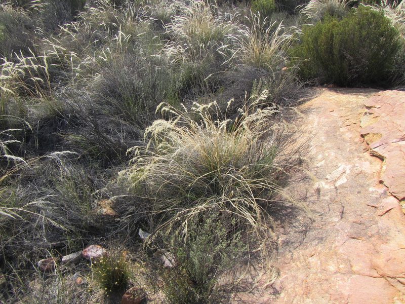 Pentameris eriostoma, photographed by douglaseustonbrown