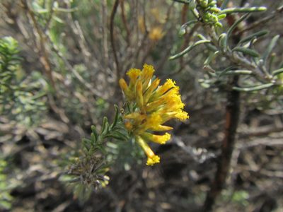 Helichrysum hamulosum, photographed by douglaseustonbrown