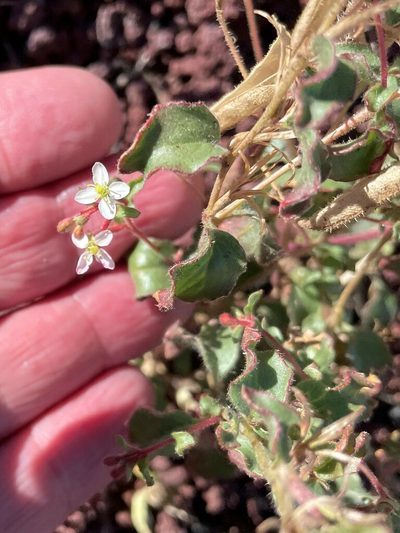Eremothera gouldii, photographed by lejones417