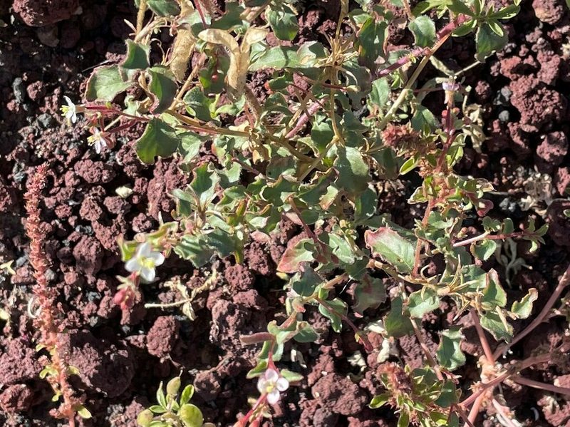 Eremothera gouldii, photographed by lejones417
