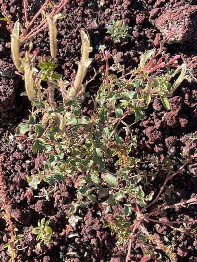 Eremothera gouldii, photographed by lejones417