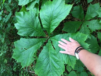 Rodgersia podophylla, photographed by Tina Ellegaard Poulsen