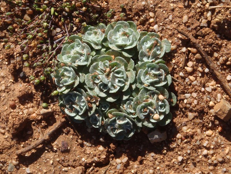 Filago tyrrhenica, photographed by Peter de Lange