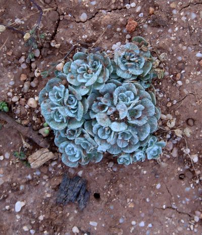 Filago tyrrhenica, photographed by Peter de Lange
