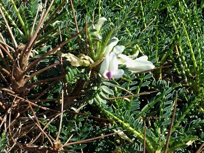 Astragalus terraccianoi, photographed by Peter de Lange