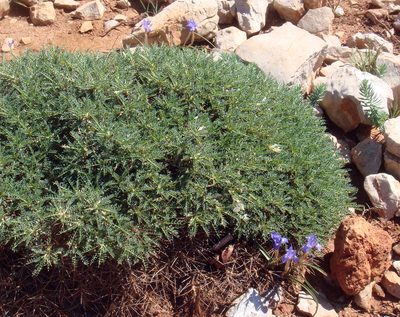 Astragalus terraccianoi, photographed by Peter de Lange