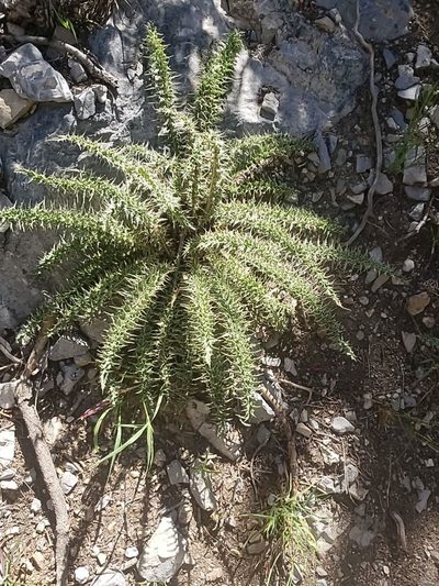 Cirsium clokeyi, photographed by prosfilaes