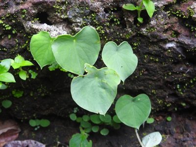 Ariopsis peltata, photographed by Manoj Karingamadathil