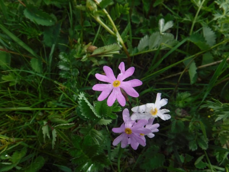 Primula nutans, photographed by Rose Zappa