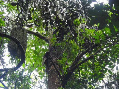 Caryota urens, photographed by Manoj Karingamadathil