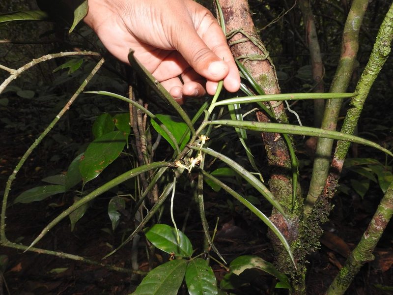 Cleisostoma tenuifolium, photographed by Manoj Karingamadathil