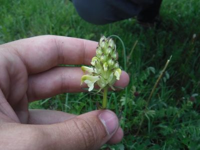 Pedicularis compacta, photographed by Rose Zappa