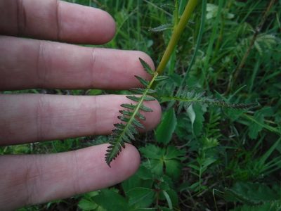 Pedicularis compacta, photographed by Rose Zappa