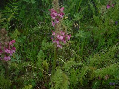 Pedicularis rubens, photographed by Rose Zappa
