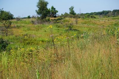 Helianthus occidentalis, photographed by Mike B