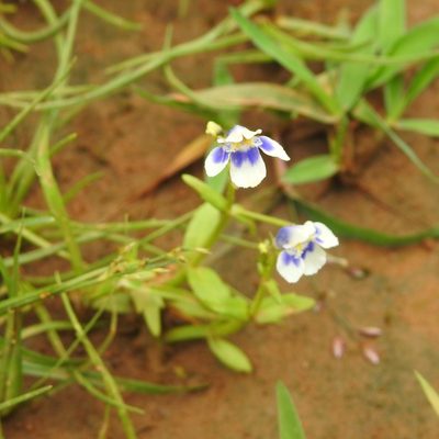 Lindernia hyssopioides, photographed by Manoj Karingamadathil