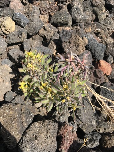 Draba aureola, photographed by Matt Berger