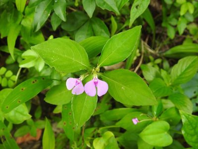 Impatiens minor, photographed by Manoj Karingamadathil