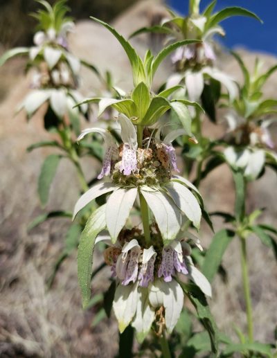 Monarda humilis, photographed by Alex Abair
