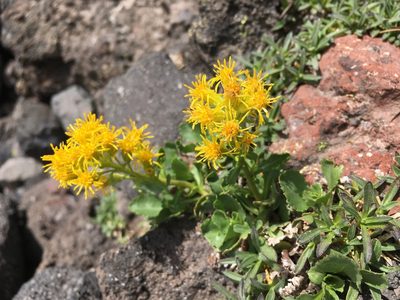 Solidago simplex, photographed by Matt Berger