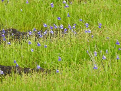 Utricularia reticulata, photographed by Manoj Karingamadathil