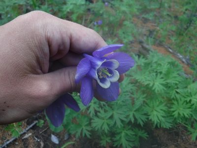 Aquilegia sibirica, photographed by Rose Zappa