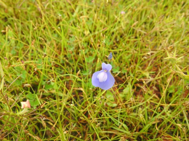 Utricularia arcuata, photographed by Manoj Karingamadathil