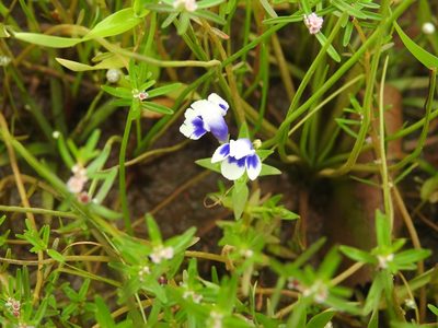 Lindernia hyssopioides, photographed by Manoj Karingamadathil