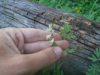 Corydalis sibirica, photographed by Rose Zappa